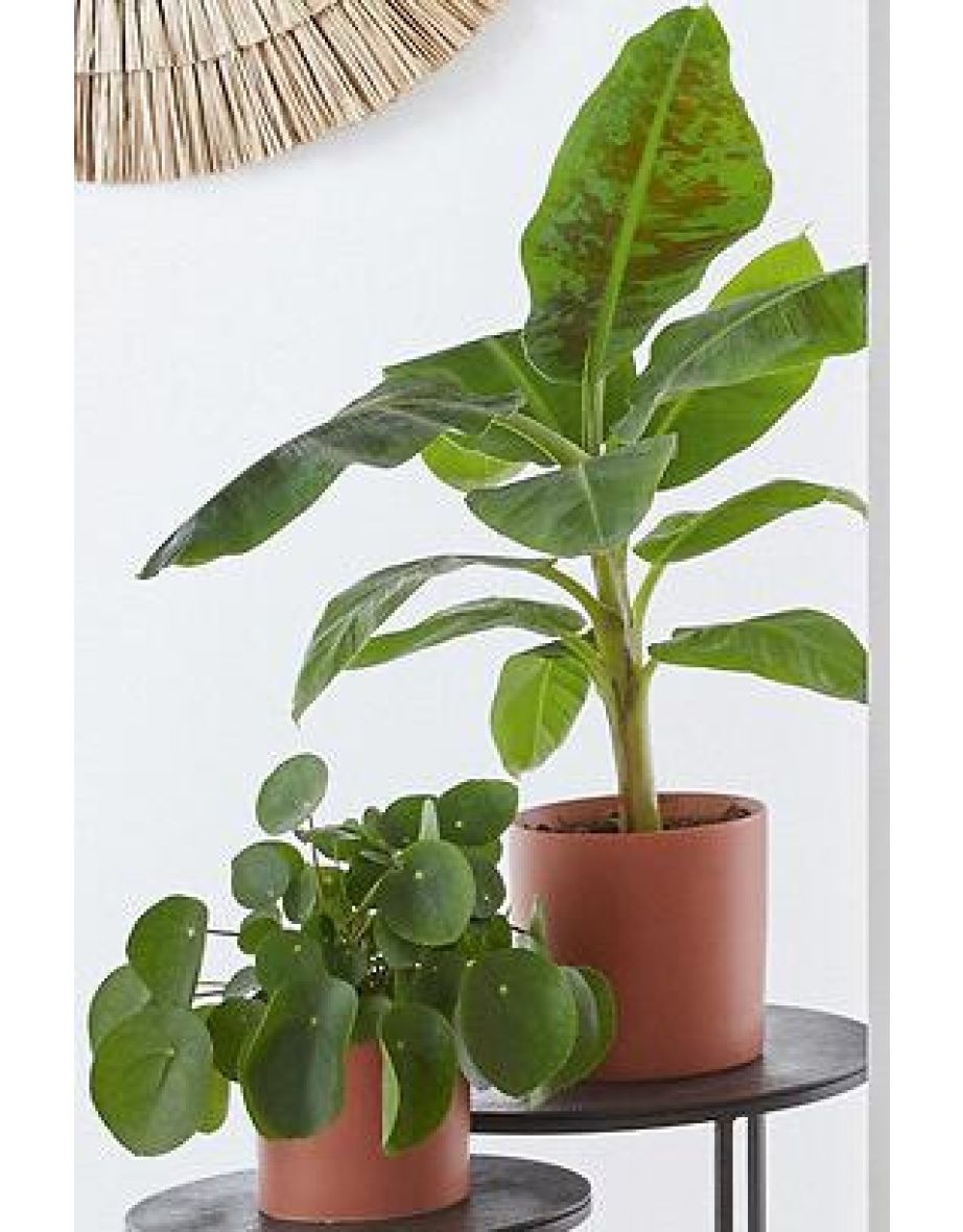 Panama 100% Woven Cotton Curtain