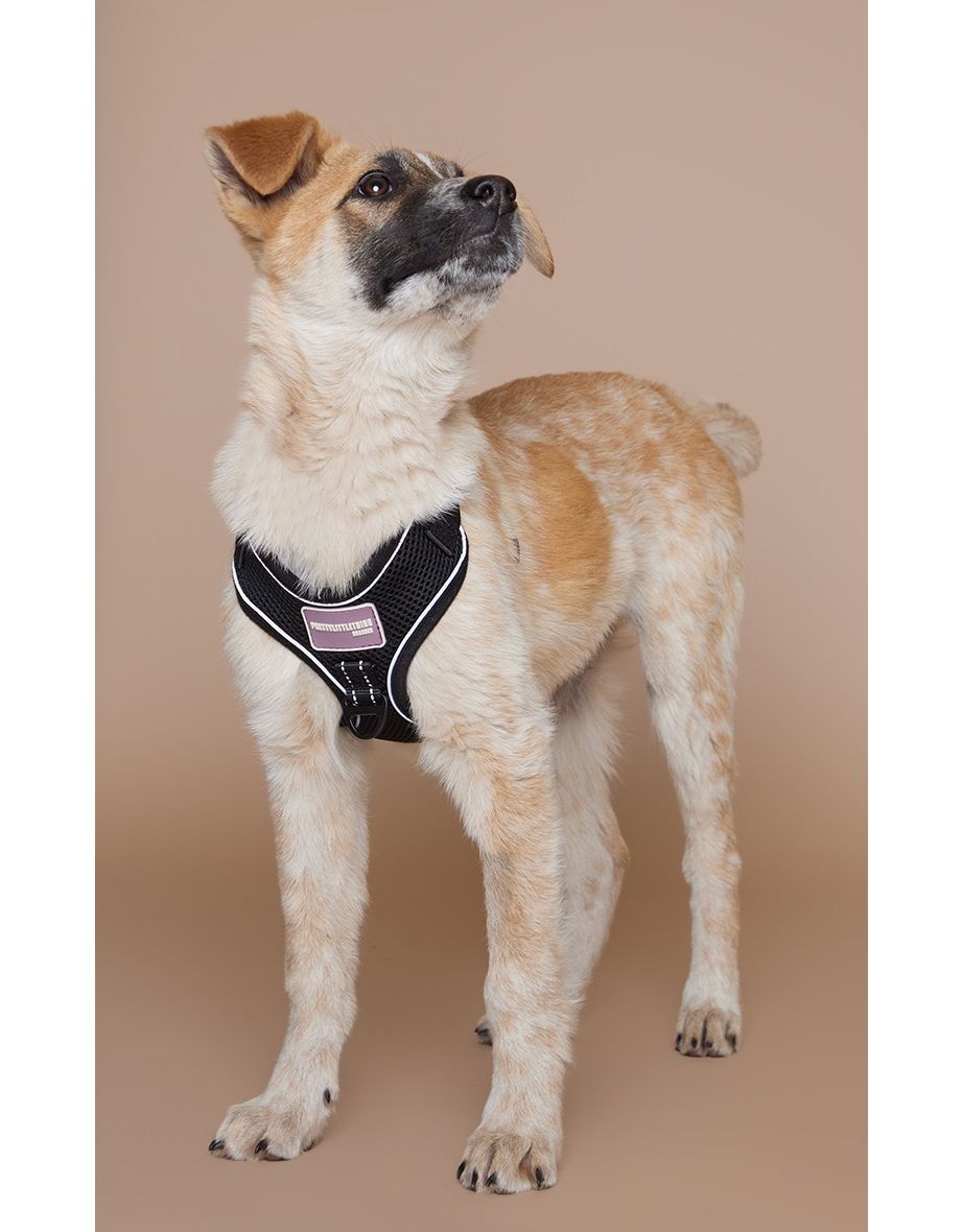 Bunty dog harness size guide sale